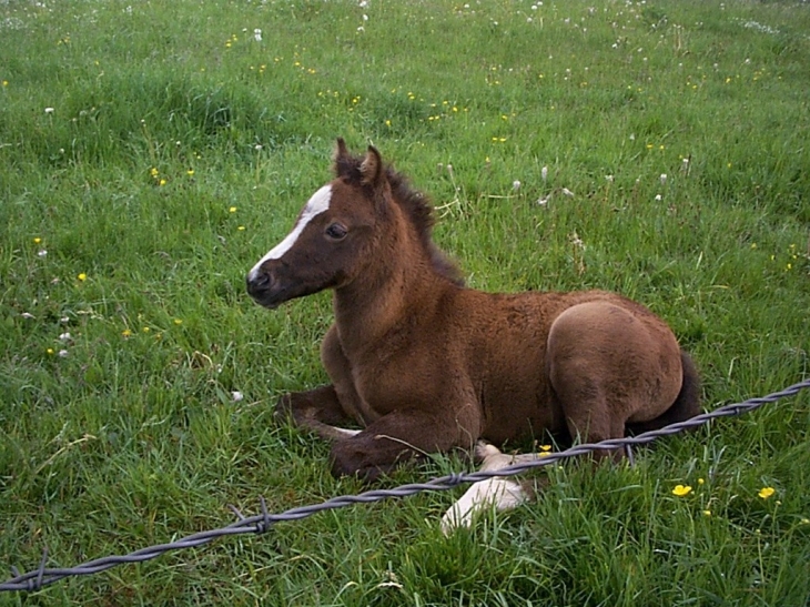 Poulain - Le Russey