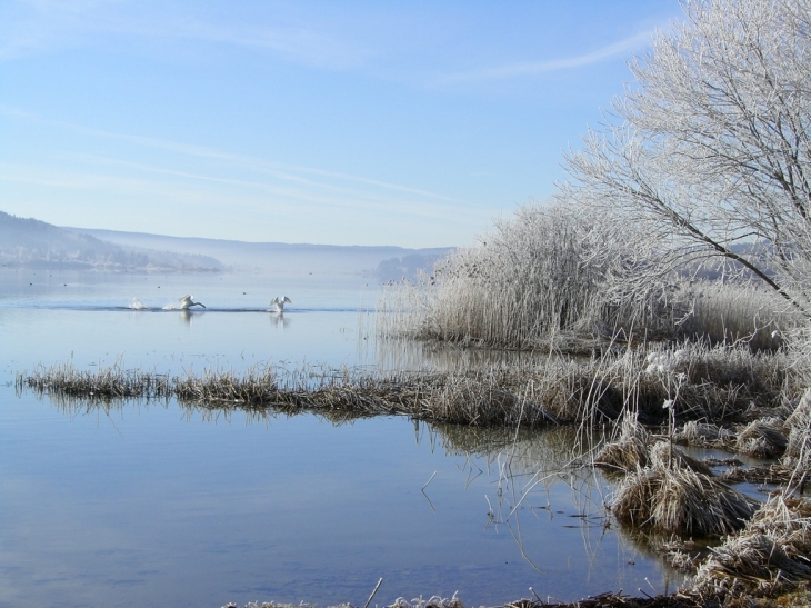 Cygnes dans le givre matinal du lac - Malbuisson