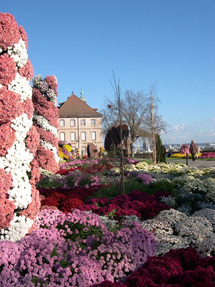 Chrysanthèmes dans la cour intérieure du château  - Montbéliard