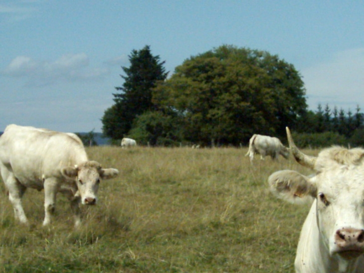 Les champs - Alaincourt