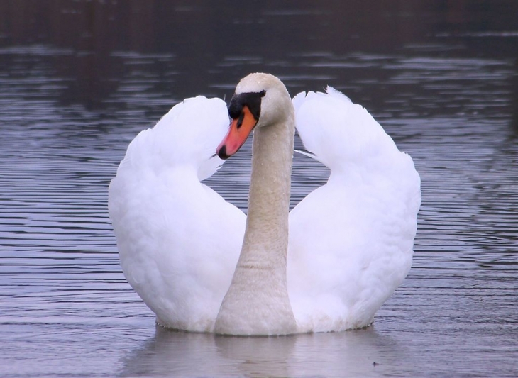 Cygne dans notre étang - Angirey