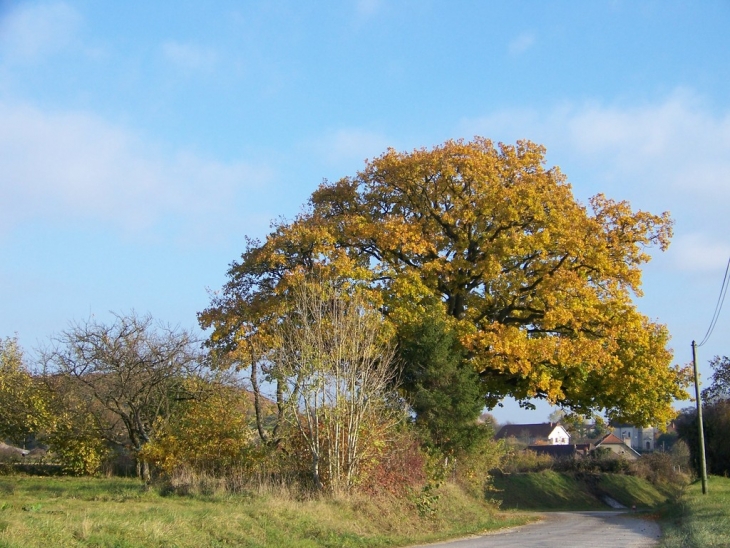 Rue du vieux chêne - Angirey