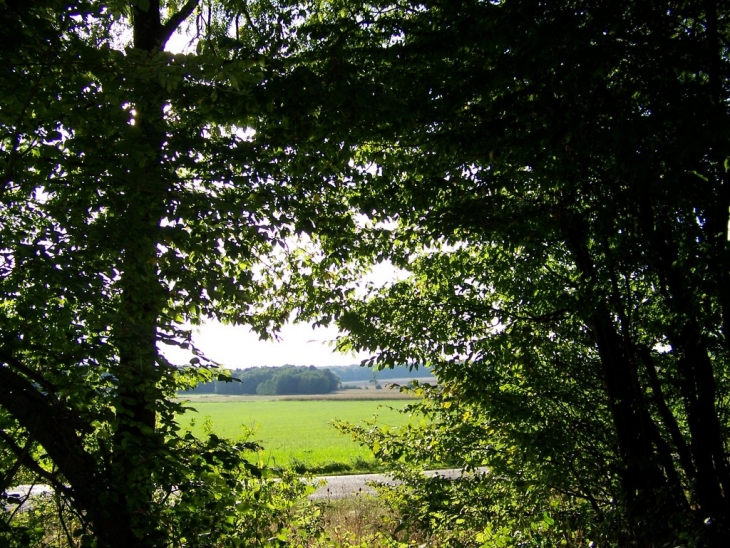 Sous bois de notre village - Angirey