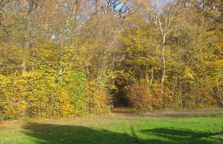 Entrée Automnale du bois du Lotissement - Angirey