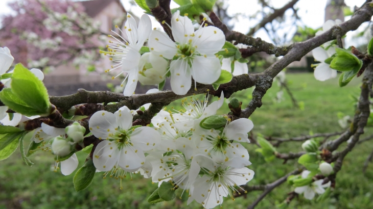 Le printemps est la - Angirey