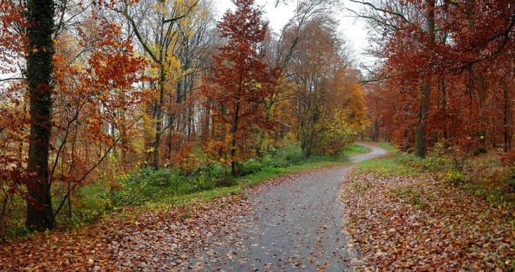 LE BOIS DE CHARIEZ