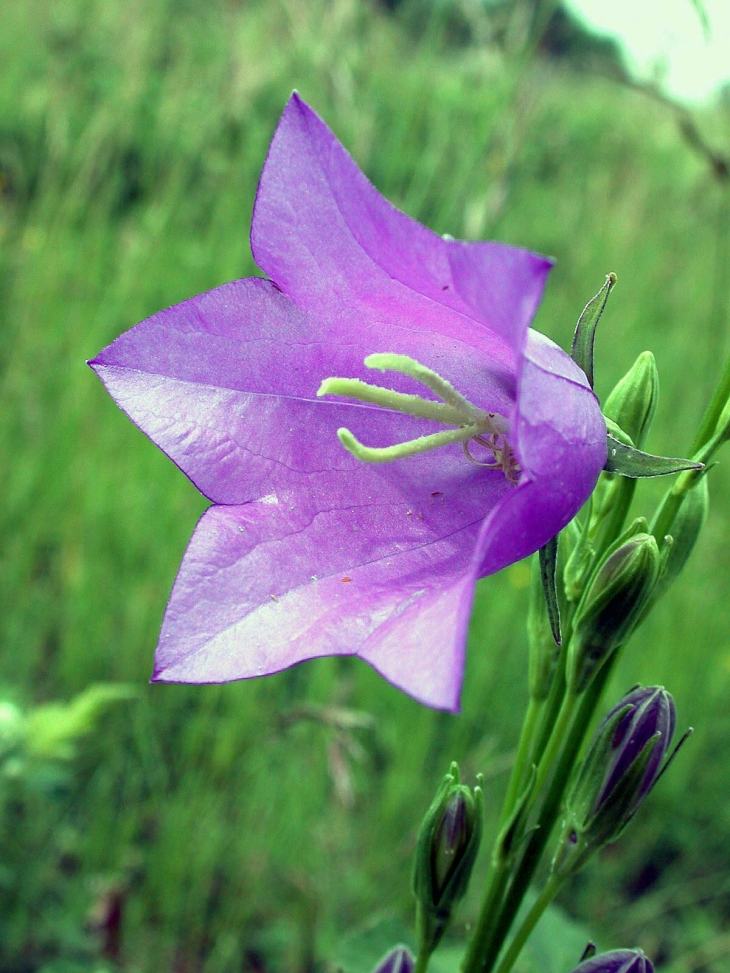 LA FLORE AU VERNOIS - Mont-le-Vernois