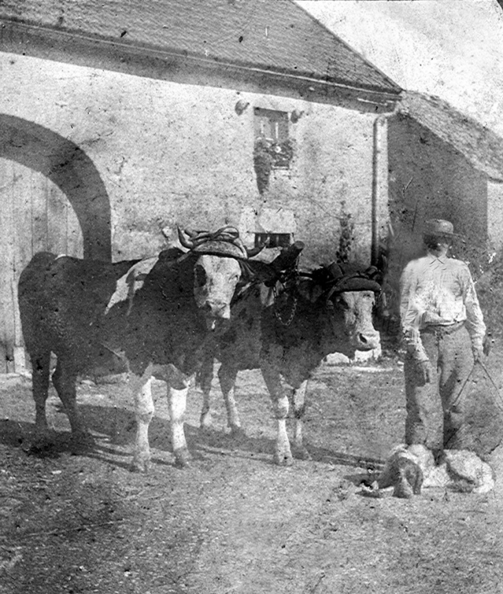 Boeufs de labours devant une ferme 1925 - Villers-Bouton