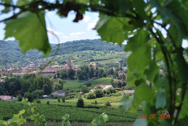 Vue depuis la Tour en Curon - Arbois