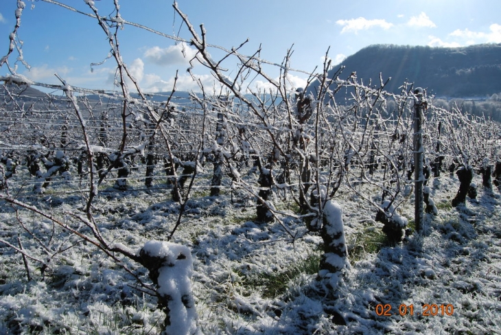 Coteau des Nouvelles - Arbois