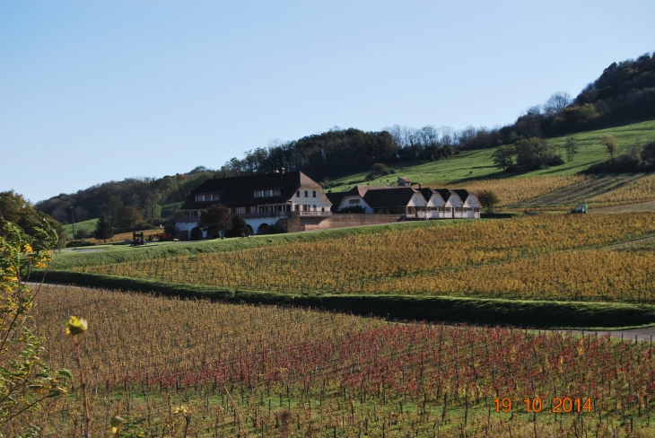 Domaine de La Pinte - Arbois