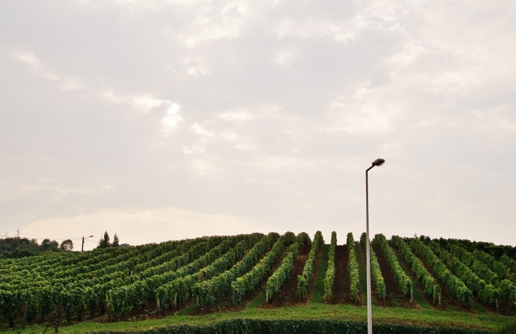 Les Vignes - Arbois