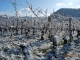 Photo suivante de Arbois coteau des Nouvelles