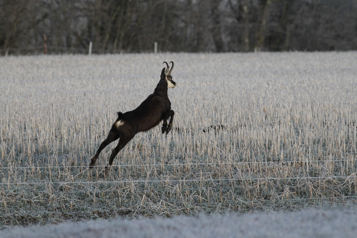 Chamois - Barésia-sur-l'Ain