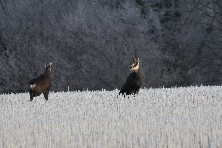 Les chamois du Lac - Barésia-sur-l'Ain