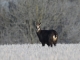 Les chamois du Lac