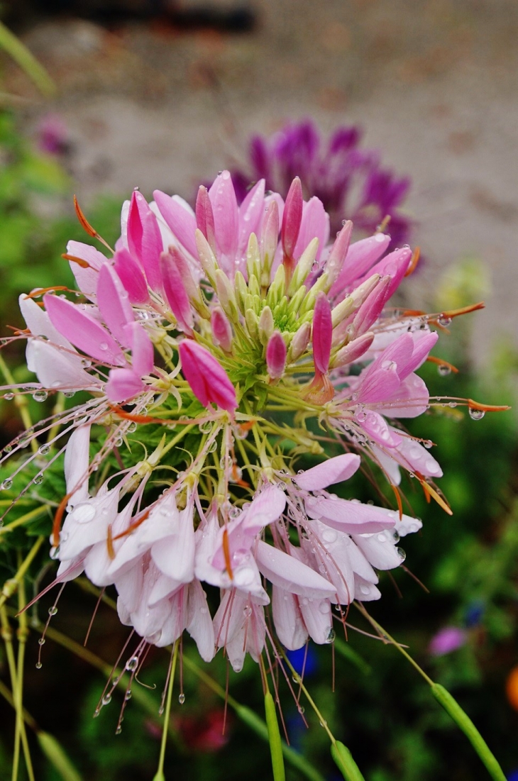 Fleurs - Champagnole