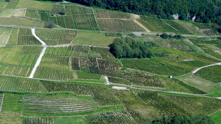 Les vignobles - Château-Chalon