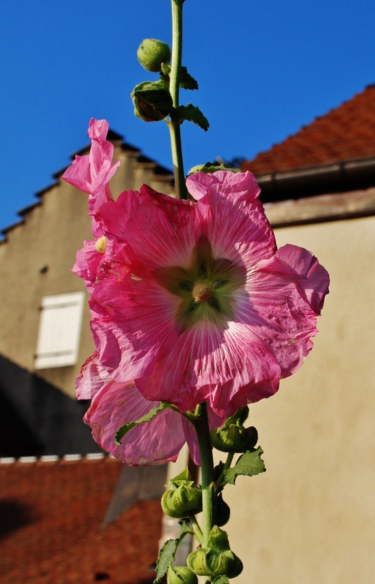 Fleurs - Château-Chalon