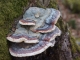 Photo précédente de La Chaux-du-Dombief champignon de bois