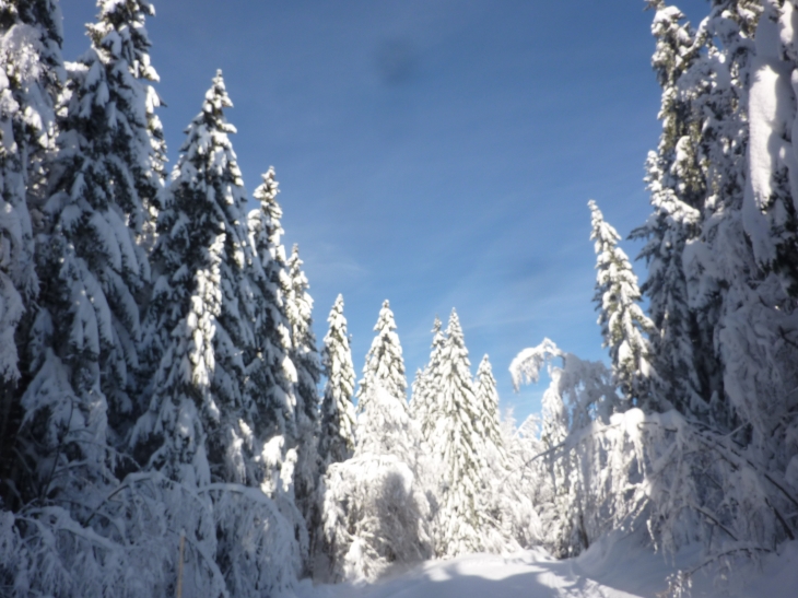 Piste de la borne au lion - La Pesse