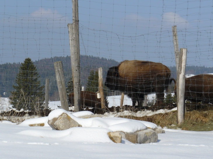 Ferme des bisons - La Pesse