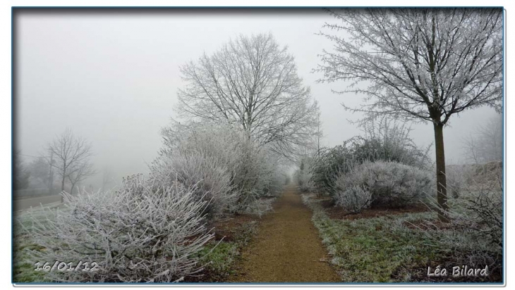 ARBORETUM Sous le givre - Le Pin