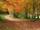 dans la forêt © Vincent Allard