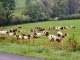 Photo précédente de Mièges En Pâture  