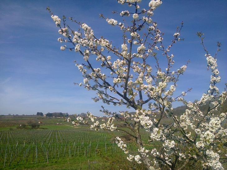  - Montigny-lès-Arsures