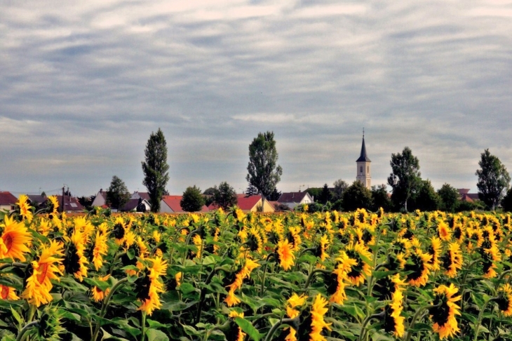 Tournesols 2011 - Tavaux