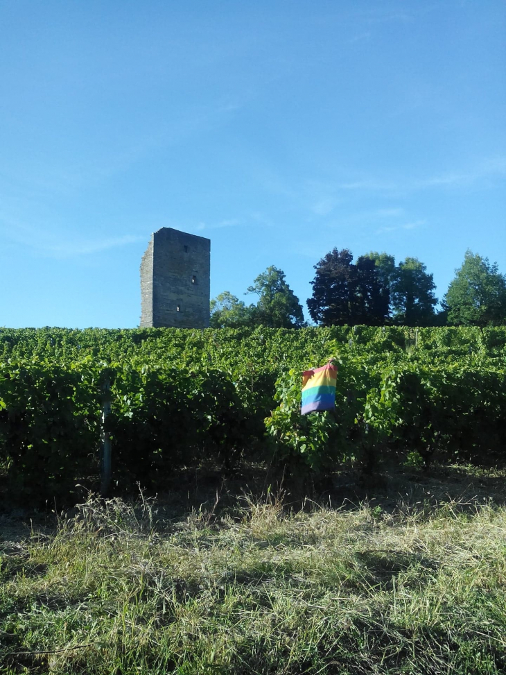 Les vignes - Toulouse-le-Château