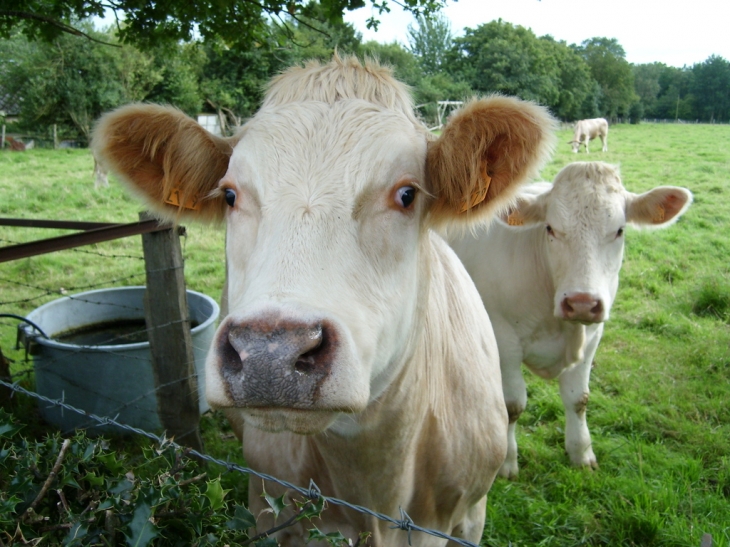 La beauté de l'agriculture Bosrobertoise