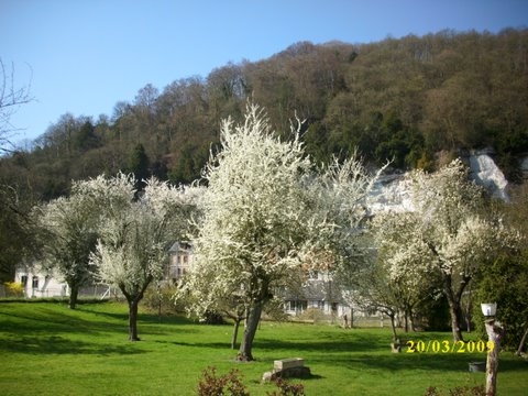 Bas Caumont Arbres en fleur