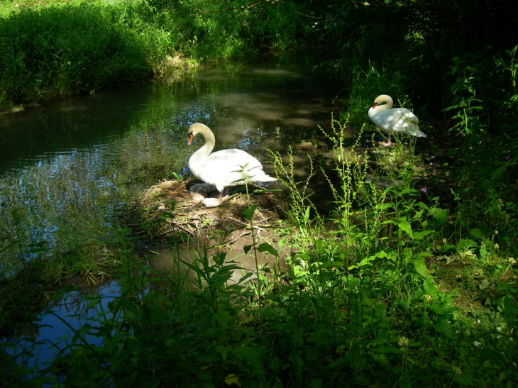 Couple de cygnes avec ses petits - Fontaine-sous-Jouy