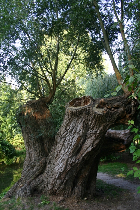 Saule non loin du buste de MONET - Giverny