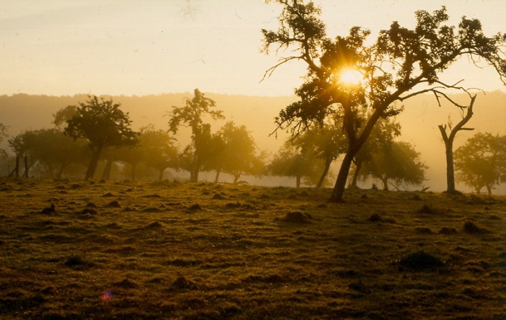 Petit matin d'Avril - Gouttières