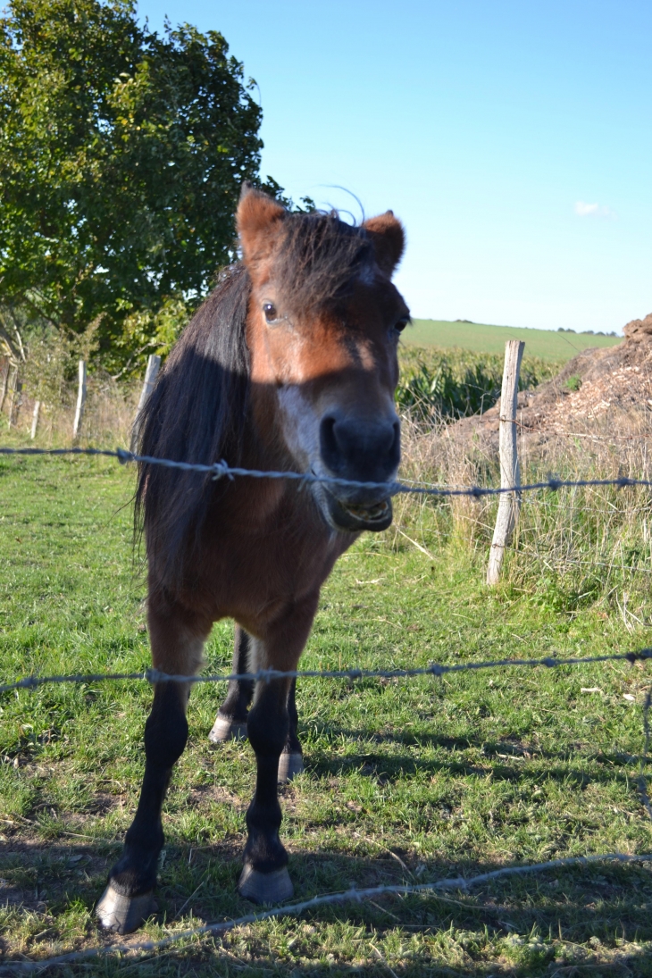 Les chevaux , souvenirs pour le propriétaire  - La Heunière