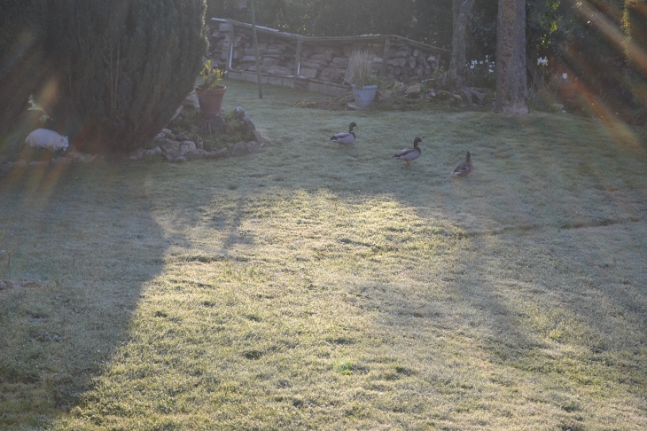 Petite escale des canards de la marre dans mon jardin  - La Heunière