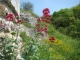 Photo précédente de Les Andelys La flore sauvage au pied du Chateau Gaillard, les Andelys