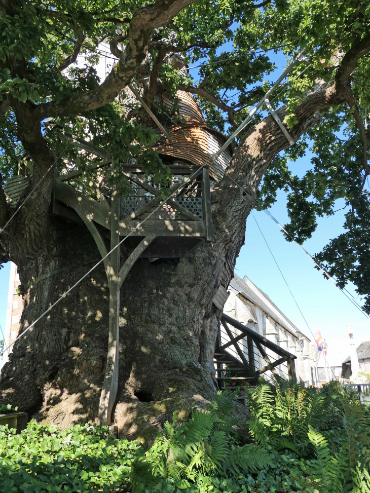 Les chapelles dans le chêne millénaire - Allouville-Bellefosse