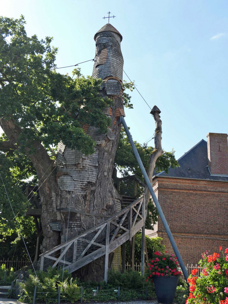 Le chêne et ses chapelles vus de la mairie - Allouville-Bellefosse