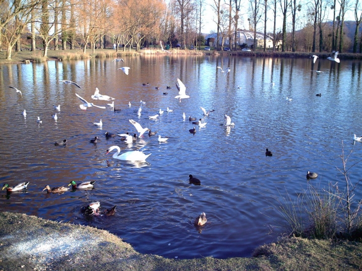 Cygne sur l'étang d'arques - Arques-la-Bataille