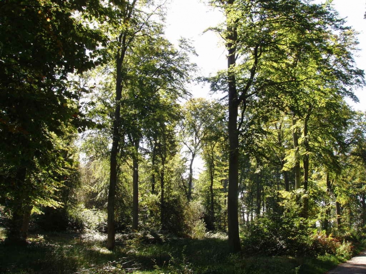 Forêt d'Arques - Arques-la-Bataille