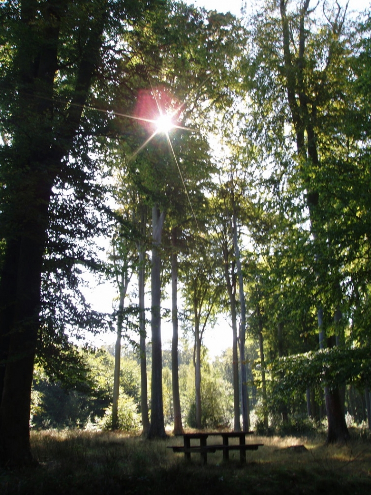 Forêt d'Arques - Arques-la-Bataille