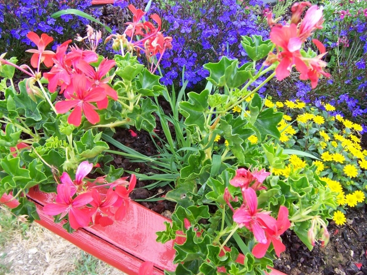 Fleurs dans la barque - Aumale