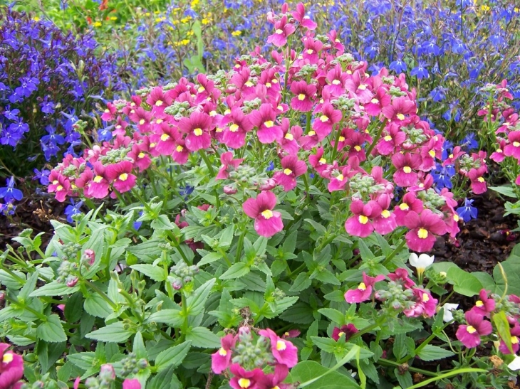 Fleurs dans la barque - Aumale