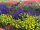 Photo précédente de Aumale Fleurs dans la barque