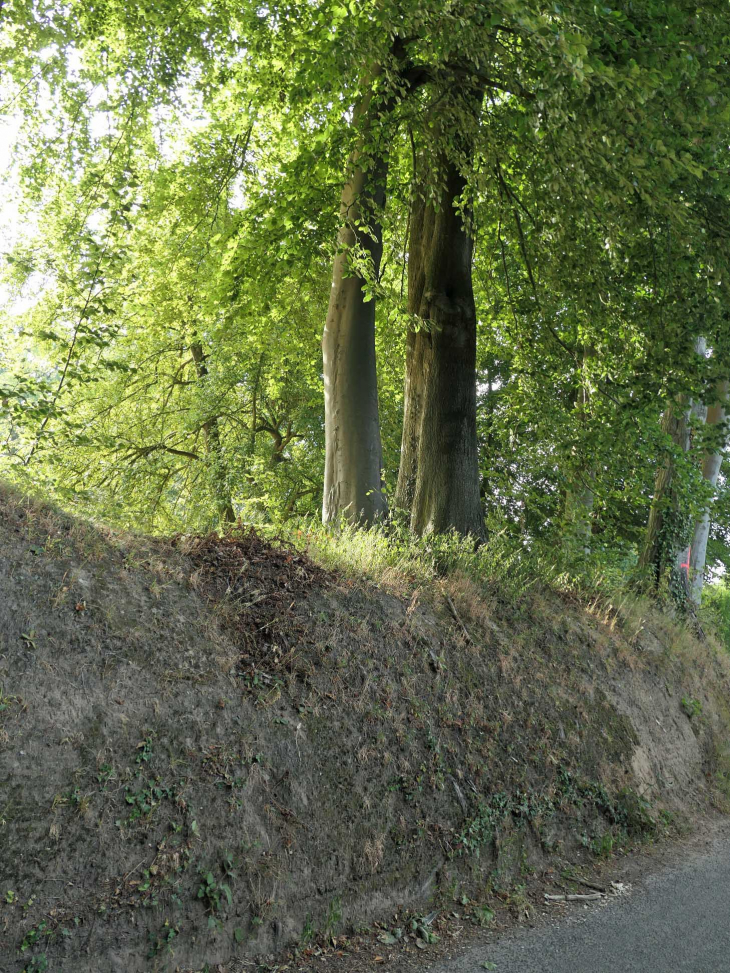 Clos masure : le talus planté - Betteville