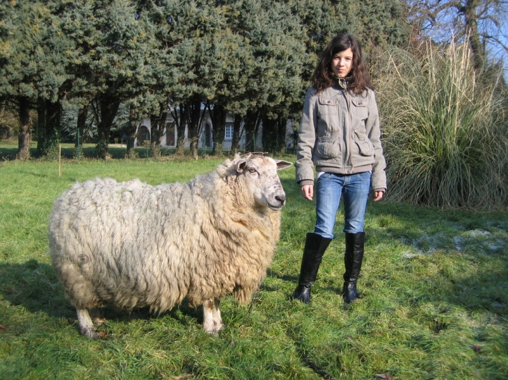 Mouton de butot venesville - Butot-Vénesville